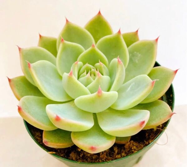 多肉植物 エケベリア 桃太郎 苗