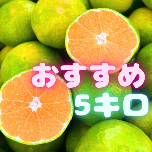 美味しいよ(^O^)山北みかん 01