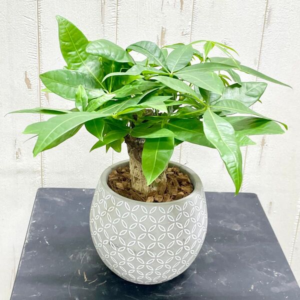 朴仕立て♪ 極太 パキラ セメント鉢 観葉植物 インテリア