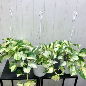 まとめ売り ポトス ステータス5号 3鉢