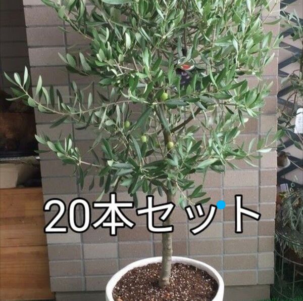 増量!オリーブ「ミッション&ネバディロブランコ」挿し穂混合20本+おまけ スワッグ、リースにも