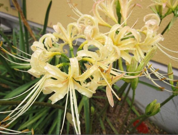 白花彼岸花 球根 3球 リコリス