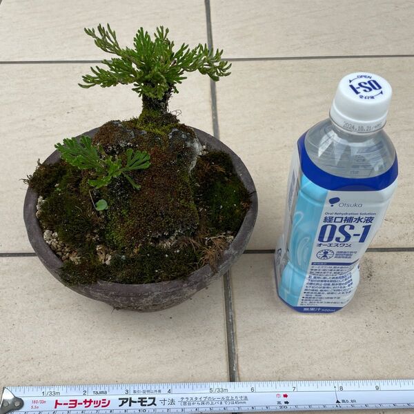 【鉢付き】 ⑧ イワヒバ 岩松 イワマツ いわまつ