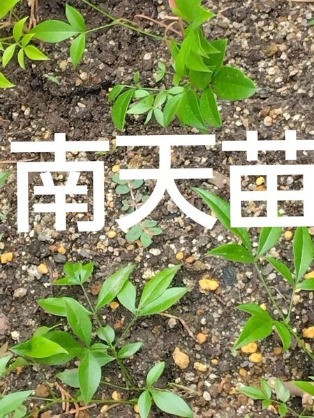 南天苗1本根付