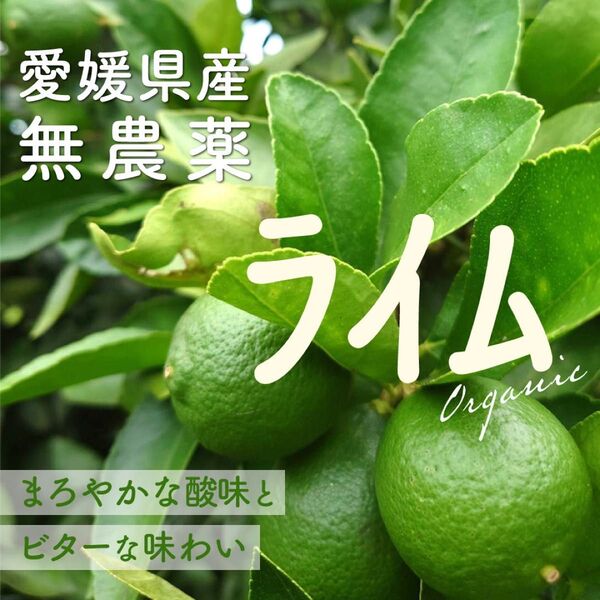 【愛媛県産】希少な国産「無農薬木成りライム」(安心安全な無農薬・ノーワックス・無化学肥料・除草剤不使用)