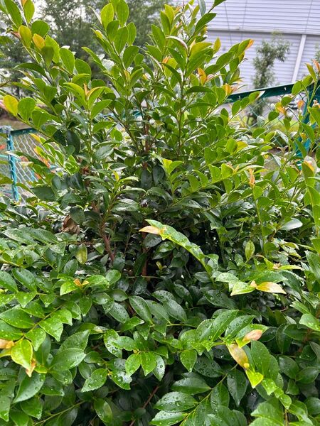 榊 自然栽培 長さ50〜60センチ ダンボール100サイズ 無農薬栽培