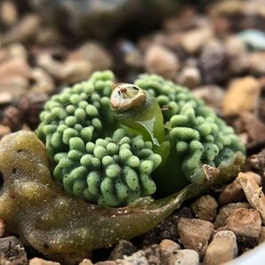 多肉植物 メセン コノフィツム ヤンギー youngii