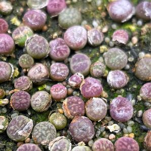 多肉植物 メセン コノフィツム ウィッテベルゲンセ RR714 マウガニー