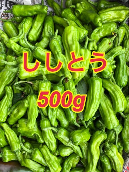 北海道産ししとう 500g