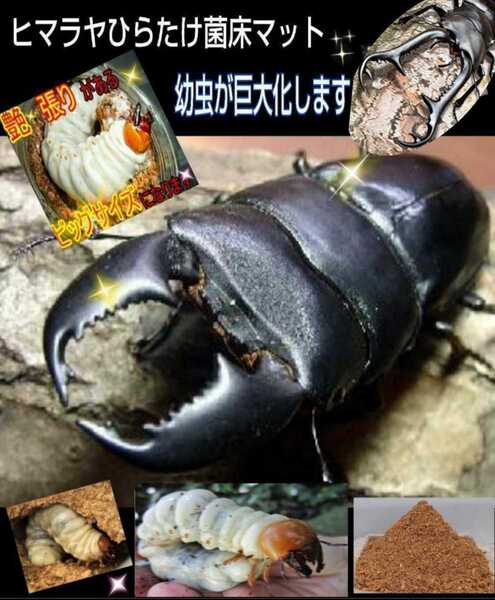 クワガタ幼虫専用 改良版!菌床粉砕マット 瓶に詰めるだけ オオクワ、ヒラタ、ニジイロに! 初令から羽化までOK 菌糸の甘い香りする