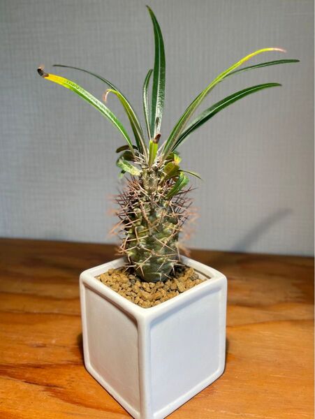 超個性的!ヘンテコな塊根植物!アフリカ原産パキポディウム!陶器鉢のまま発送