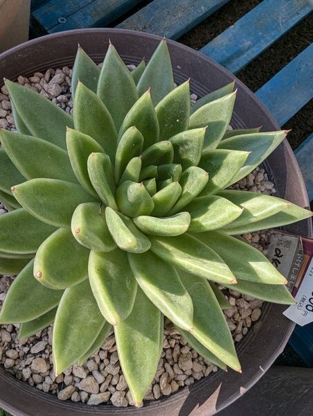 今月いっぱい(〃^∇^)o_彡☆出品終わります。名無し、多肉植物、 エケベリア? 抜き苗