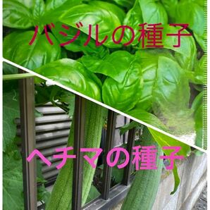 ヘチマ種25粒+バジル種70粒