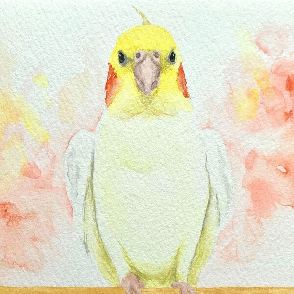 オカメインコ 水彩画 イラスト
