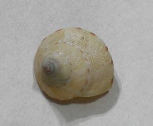 貝の標本 Calliostoma haliarchus 36mm. 台湾