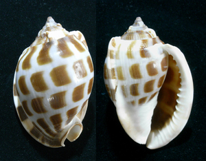 .. specimen Phalium areola 64.5mm