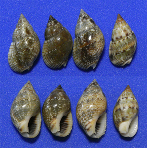 貝の標本 Nassarius sufflatus set 4