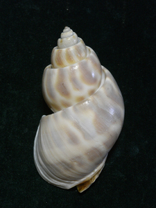 貝の標本Babylonia perforata 73mm. 台湾