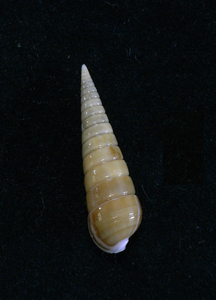 .. specimen Pyamidella maculosa 25mm.