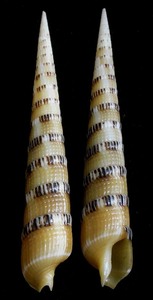 .. specimen Terebra pertusa 65.8mm