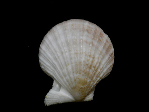 貝の標本 Chlamys dieffebbachii 49mm.New Zealand