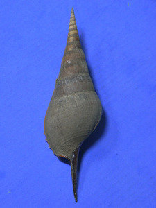 貝の標本 Tibia curta 144mm.w/o.