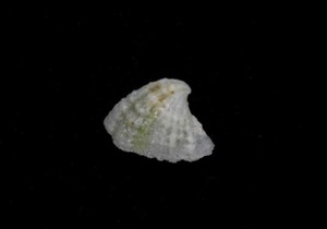 .. specimen Hemitama panhi 15.5mm