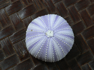  sea urchin. specimen 51mm.