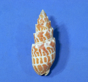 貝の標本 Mitra stictica 59mm.