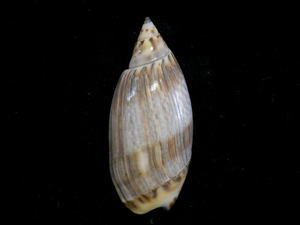 貝の標本Atgaronia trarassoi 50.2mm.Brazil.