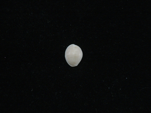 .. specimen Trivia arctia 10.1mm