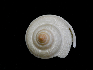 貝の標本 pleurotomaria hirasei(albino) 54.1mm.w/o. 