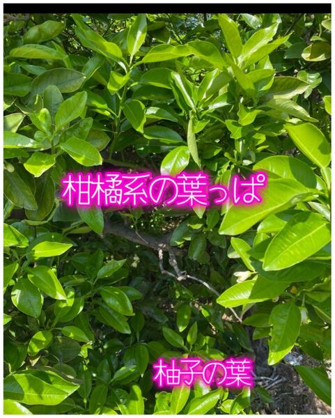 柑橘類の葉 アゲハ幼虫の餌 アオムシの餌 無農薬 柚子の葉 金柑の葉 プライバシー発送