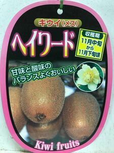緑実 キウイフルーツ 雌雄苗木