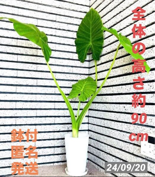 クワズイモ アロカシア 観葉植物