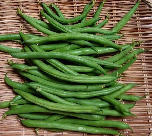 お試し!いんげん豆 250g箱込み