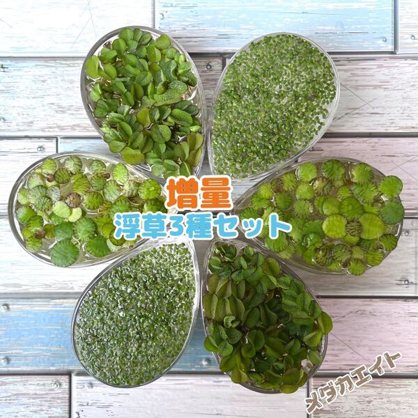 ②増量セール!増量中 浮草3種セット オオサンショウモ フロッグピット アオウキクサ 水草 メダカ ビオトープ アクアリウム無農薬