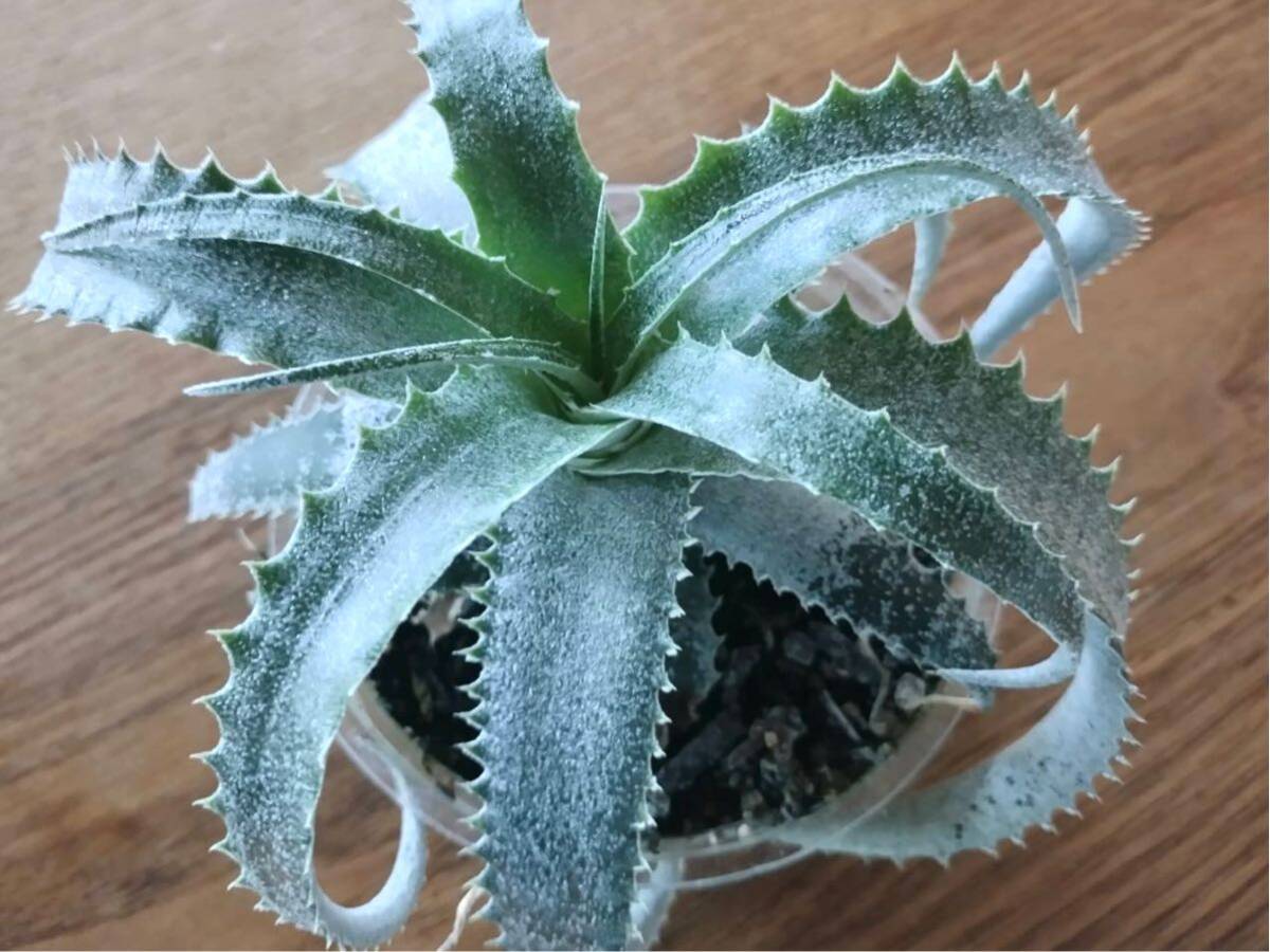 Yahoo!オークション -「ヘクチア」(アナナス) (観葉植物)の落札 Yahoo!オークション -「ヘクチア」(アナナス) (観葉植物)の落札