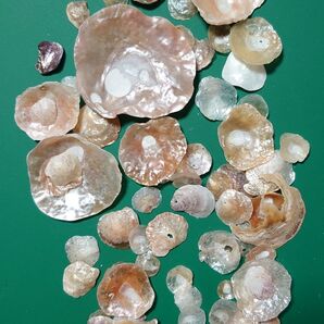 貝殻 シェルフレーク 13.20g 海