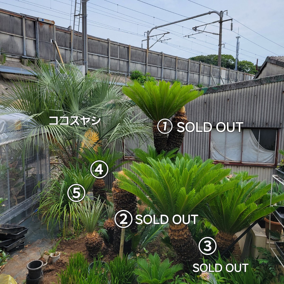 2025年最新】Yahoo!オークション -ココスヤシ(植木、庭木)の中古 2025年最新】Yahoo!オークション -ココスヤシ(植木、庭木)の中古