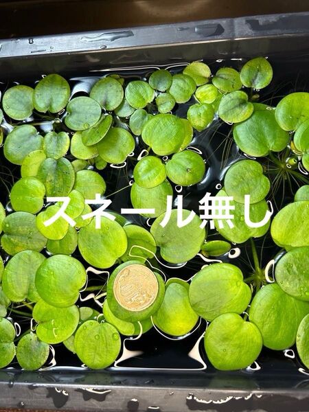 アマゾンフロッグピット