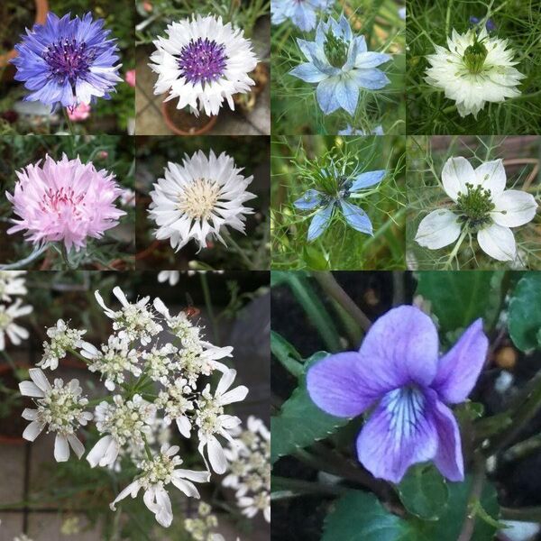 春に咲くお花の種のセット(矢車草、ニゲラ、オルレア、すみれ)