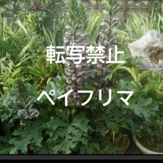 アカンサスモリス 苗