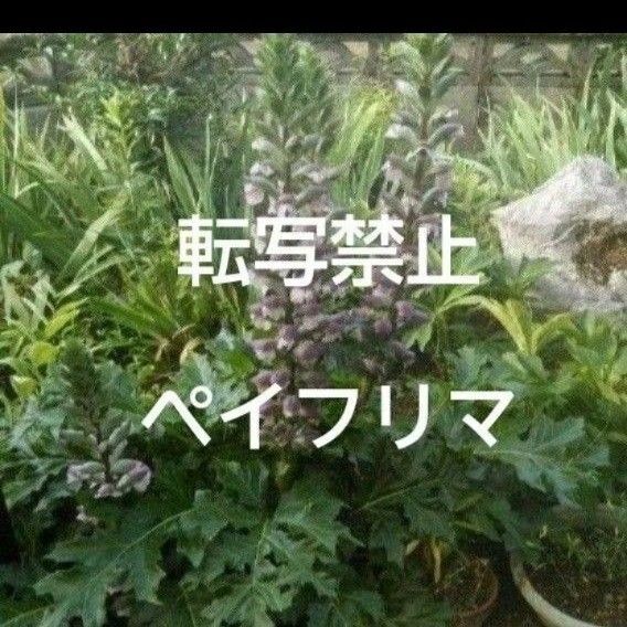 アカンサスモリス 苗 根 1本