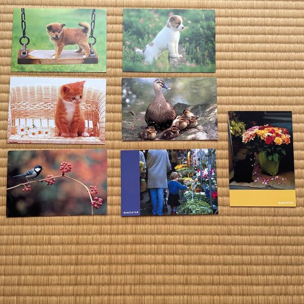 ポストカード(犬、猫、カルガモ、鳥、花)5枚セット