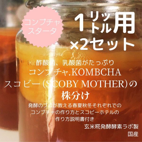 元気いっぱい!1用×2コンブチャスターター・スコビーマザー(菌株) わかりやすいカラー取説とサポート付き