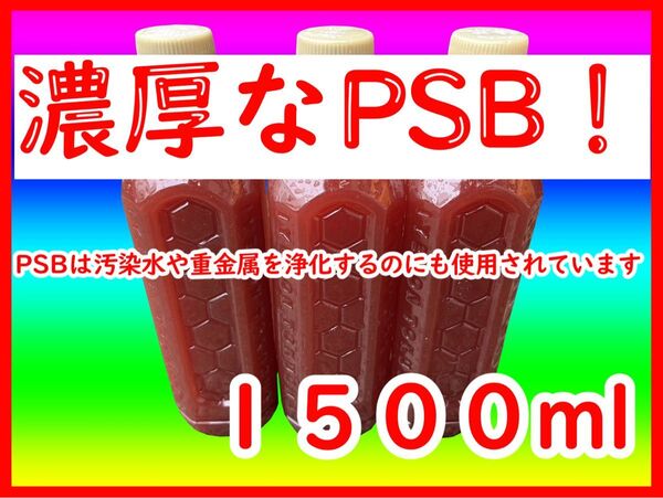 PSB メダカ バクテリア 餌 ミジンコ 水質 浄化