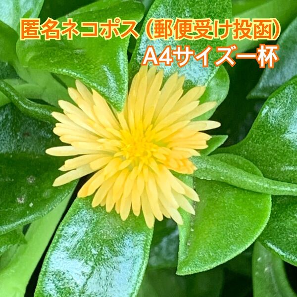A4サイズ ネコポス一杯 黄花 ベビーサンローズ 15cm以上 【8本前後】 多肉植物 カット苗