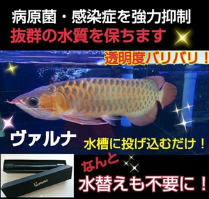 アロワナの飼育者が絶賛！水槽の水が綺麗になります【ヴァルナ8センチ】透明度がアップし有害物質を強力抑制！生体が活性化☆水替え不要に