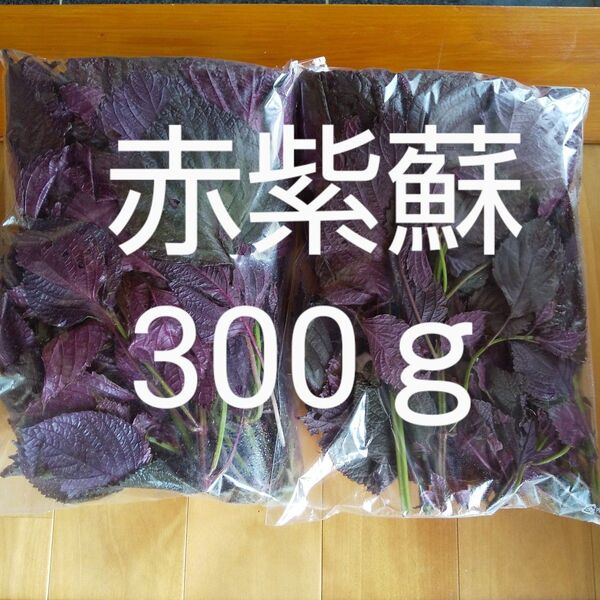 赤紫蘇 茎付き 約300g 新鮮 農薬不使用